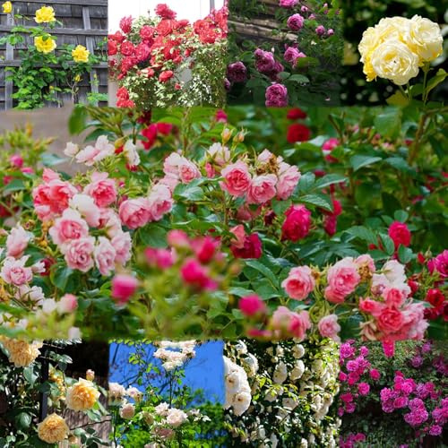 Semillas resistentes de rosas trepadoras, semillas de jardín primavera exóticas prado 100pcs