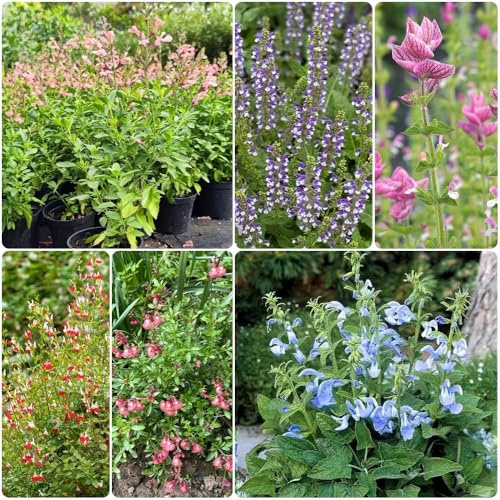 Semillas de salvia - Semillas de variedades antiguas Salvia japonica - silvestres perennes 300pcs