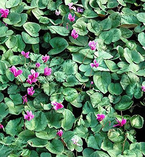 Herbst Alpenveilchen Silverleaf - Cyclamen hederifolium - lebende Gartenpflanze aus den Baumschulen