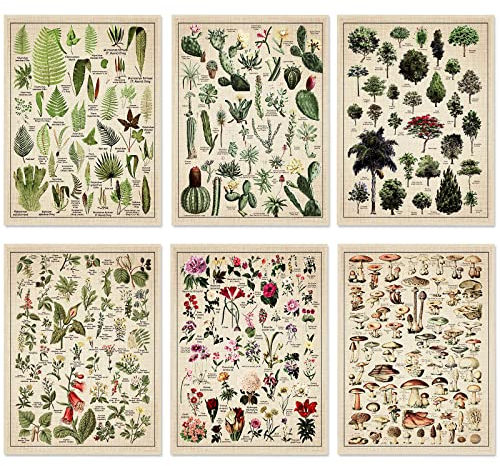 Lot de 6 affiches végétales vintage - Impressions botaniques - 30,5 x 40,6 cm - Poster décoratif d'arbre - Décoration murale vintage champignon - Poster floral nature pour mur - Affiches de cactus