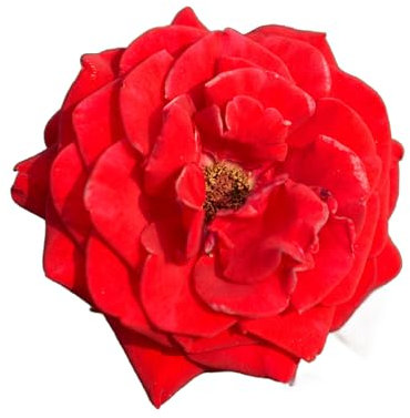 Hybrid Tea Rose Plants, 'Evelyn Fison', 1 x Full Plant in a 5 Litre Pot, Rose Bush, Garden Ready and Ready to Plant, Premium Quality Roses