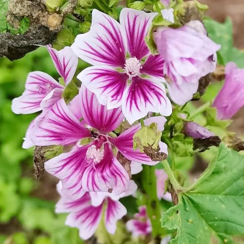 semi di malva biologici di decorazione sostenibile perenni resistenti prato pascolo insolito 700pcs
