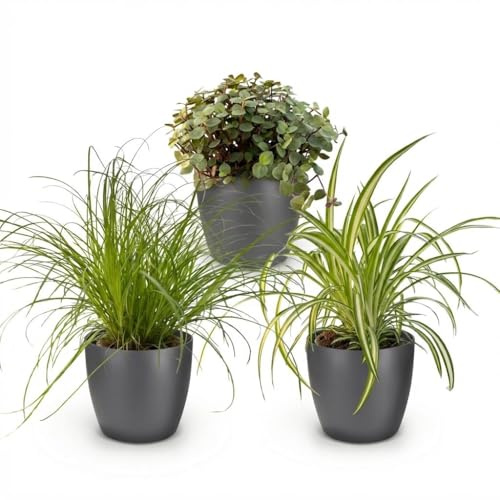 Green boutiQ - Plante d'intérieur - Cyperus - Calissia - Chlorophytum - Mix de 3 - Plantes Amies des Animaux - Vert - 3 Plantes - avec Pot Gris - Pot 12cm - Hauteur 20cm
