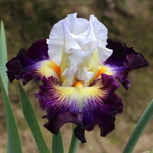 bulbi di iris giardino interno resistenti in vaso roccioso 5pcs