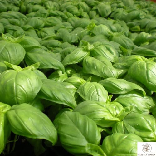 Betulla Bianca Semi di Basilico Genovese Biologico, 500+ Semi, con Pesto alla Genovese