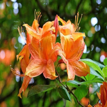 100 Stück orange Azaleen-Blumensamen