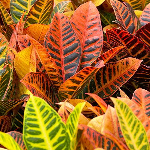 Pianta da Appartamento Decorativa per Interni dai Colori Vivaci - Codiaeum Petra - Vaso