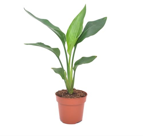 Plant in a Box - Strelitzia Reginea - Pianta dell'uccello del paradiso - Vaso 9cm - Altezza 25-40cm