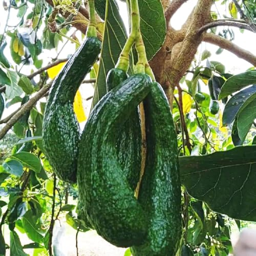Semi di avocado, resistenti per il giardino gli da frutto nani sono resistenti giardino di fresca, da balcone rustiche per balconi 25pcs