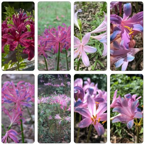 bulbos Lirio araña - Lycoris radiata jardín primavera bonsái interior balcón perennes resistentes decoración decoración balcones en 3pcs