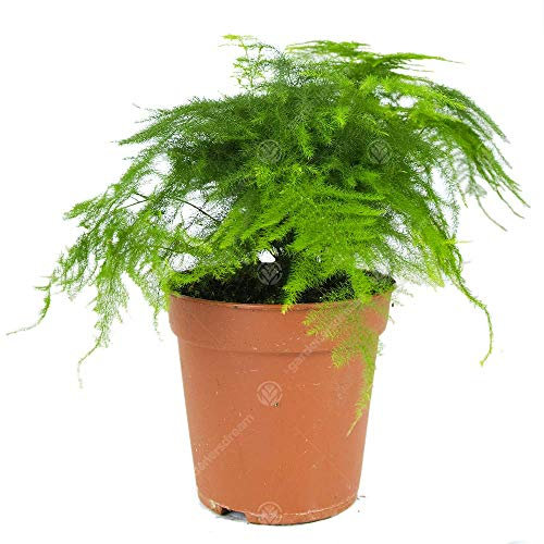 Asparagus setacea Plumosus Common Lace Fern - Live Indoor Houseplant - Air Purifying Plants Indoor - Elegant House Plants for Home Office - Fern Plant (20-30cm Incl. 12cm Pot)