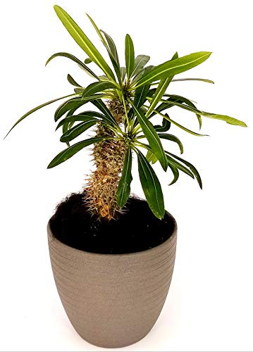 POWERS TO FLOWERS - PACHYPODIUM LAMEREI, PALMA DEL MADAGASCAR, IN VASO CERAMICA ANTRACITE, pianta vera