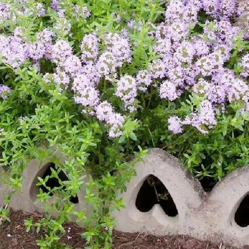 semi di timo pacciamante - giardino balcone per aiuole rialzate, resistenti tappezzante 350pcs