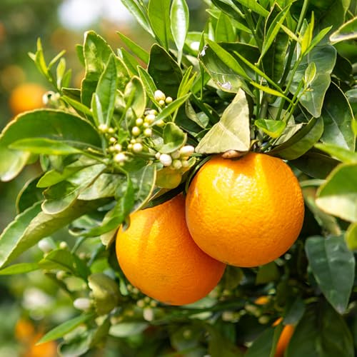 limettenbaum obstpflanzen biosaatgut gartenpflanzen indoor garten obstbäume kaufen pflanzensamen spalierobst bonsai bäumchen kaufen balkon garten säulenobstbäume säulenobst 200samen