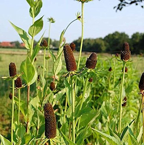 Westlicher Sonnenhut Green Wizard - Rudbeckia occidentalis - lebende Gartenpflanze aus den Baumschulen