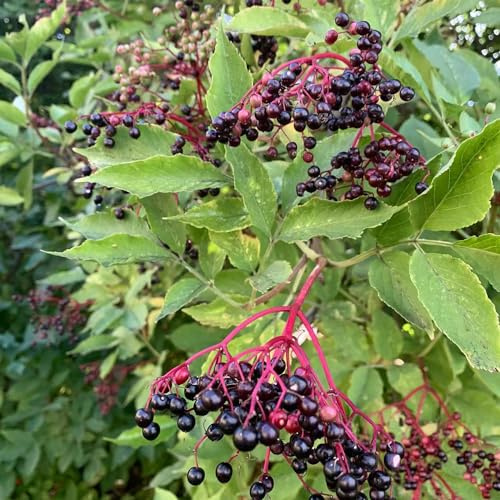 Holunder - winterharte kübelpflanzen bonsai deko säulenobstbäume obstbäume kaufen balkon hochbeet pflanzensamen Holunder 150samen