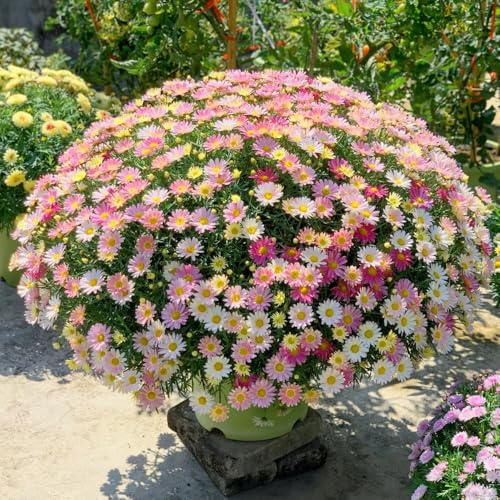 Margaritas(Argyranthemum frutescens),semillas de de balcón decorativas decoración jardín decoración del alféizar 200semilla