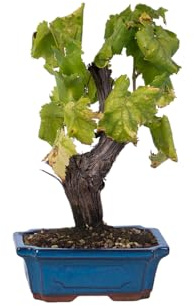 KENTIS - Bonsaï Vigne - Vitis Vinifera - Plantes Ornementales d'Extérieur Véritables - Jardin Balcon Terrasse - Pot 19 cm