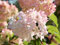 Rispenhortensie Pinky Winky® - Blüte pink & rosa - Hydrangea paniculata Pinky Winky - Containerware 60-80 cm - Garten von Ehren®