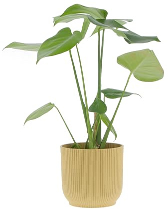 KENTIS - Monstera Deliciosa - Pianta Vera da Interno Resistente - Piante da Appartamento Purifica Aria - Ornamentale - H 40-50 cm Vaso Ø 14 cm