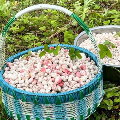 semillas de fresa silvestre perenne Decoración de jardín para exteriores de fresa silvestre de fresca raras 180pcs
