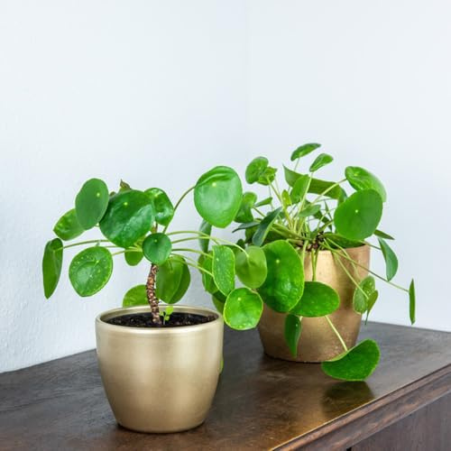 glückstaler - Pilea peperomioides - bio outdoor pflanzensamen Chinesischer Geldbaum steingarten winterharte stauden für pralle sonne seltene rankpflanze kübelpflanzen blumensamen 10samen