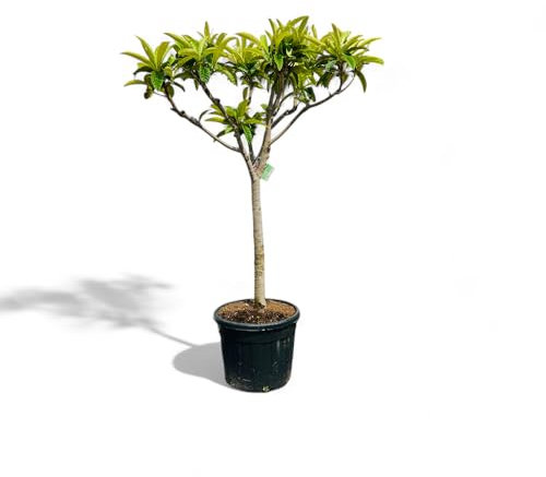 Tropictrees Eriobotrya Japonica - Nénuphar résistant à l'hiver | Arbre fruitier exotique pour jardin & terrasse | Fruits aromatiques et feuillage persistant, arbre de Loquat, Nénuphar japonais 220cm