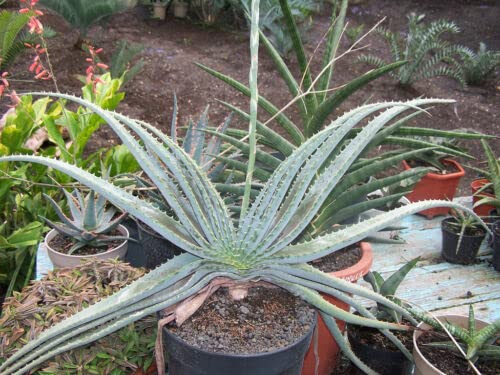 10 semi di Aloe suprafoliata, Semillas Grasse Y Suculentas:Semillas