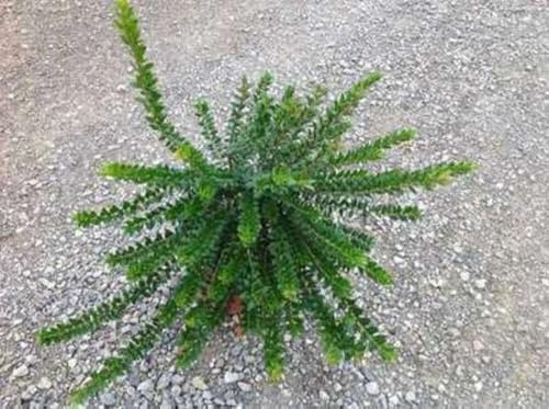 Myrtus comm. 'Tarentina' ('nana') - Myrte 30-40 cm en pot
