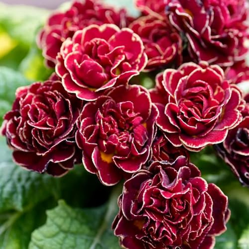 Primeln - exotische wildblumensamen wohnzimmer deko blumensamen stauden winterhart mehrjährig sommerblumen zimmerpflanzen geschenke für gärtner für sonnige plätze bio 100Samen