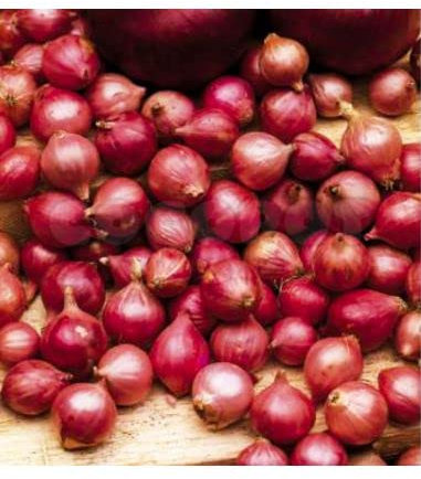 Bulbo de cebolla para plantar variedad red carmen 400gr - Wam