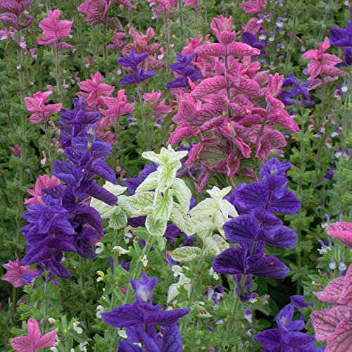 Salvia Seeds 'Claryssa Mixed' Salvia horminum Viridis VAR. comata, Annual Clary Hardy Annual Easy to Grow Your Own Outdoor Garden Flower Plants (Approx. 150 Seeds) by Thompson and Morgan