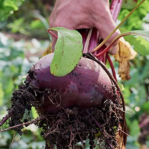 Beetroot Seeds - 200 Bona Beetroot Seeds – Plant and Grow Your Own Vegetables for Gardens, Pots & Allotments – Suitable for Indoor & Outdoor Planting – Packed in The UK by Meldon Seeds