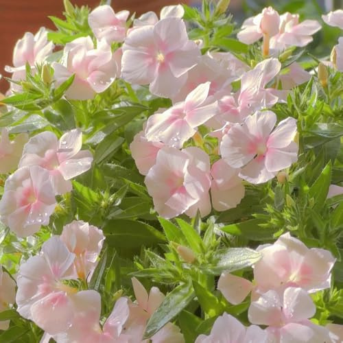 Phlox de alfombra - flox subulata jardín de decoración jardín rocas semillas 600pcs
