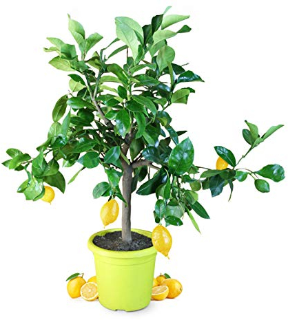 Meine Orangerie Zitronenbaum Piccolo - echte Zitruspflanze - veredeltes Zitronenbäumchen - Citrus Limon - Lemon Tree - Fruchtreife Zitrone in Gärtnerqualität