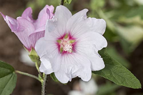 Lavatera x olbia 'Baby Barnsley' 11x11 cm Topf – Mehrjährig & Pflegeleicht – Strauchmalve – Zierstrauch für Garten & Terrasse