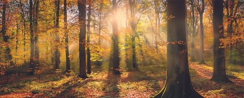 artissimo, Glasbild XXL, 125x50 cm Querformat, AG5600A, Wald und Bäume: Sonnenuntergang im Herbst, Bild aus Glas groß, Wanddeko, Wandbild Wohnzimmer modern, Landschaft