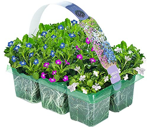 Lobelia Upright Mixed Variety | Hanging Basket Plants for Borders Containers (6 Pack)