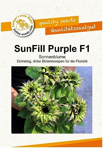 Blumensamen Sunfill Purple Sonnenblume