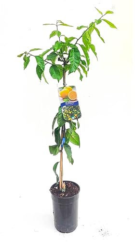 Limonero Natural Árbol Frutal de Citricus Limon