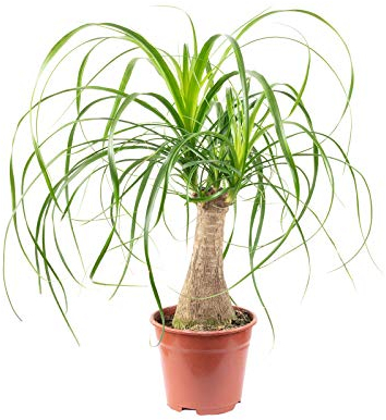 Beaucarnea a 1 tronco - pianta da interno facile da curare, altezza ca. 40 cm, diametro del vaso 14 cm