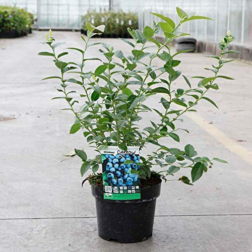 Blueberry Fruit Hardy Shrub Bush Flowering Outdoor Garden Plants Grow Your Own Late Season Blueberry Bushes 'Darrow' 1 x 2.5-3 Litre Pot by Thompson and Morgan