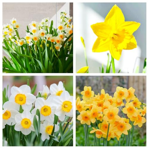 Perennial,Brilliant Daffodils Bulbs Bulk,Professional Planting for Stunning Garden Displays