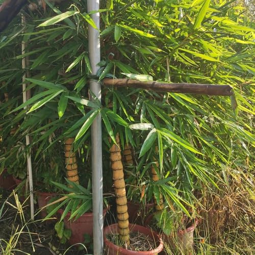 bambus, geschenke für gärtner alte sorten immergrüne winterharte garten kräuterpflanzen bamboo, bambuspflanze garten 200samen