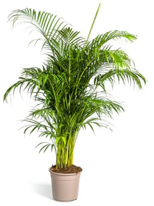 Dypsis lutescens - Palma di Areca - Palma d'oro - 150-170cm - Ø27cm - Pianta d'appartamento - Sempreverde