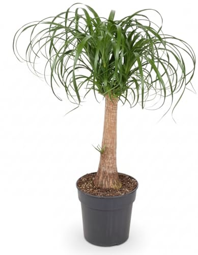 Fresh Plants Zimmerpflanzen -Nolina - Elefantenfuß XXL - Topf Ø 24 cm - Höhe 90 cm