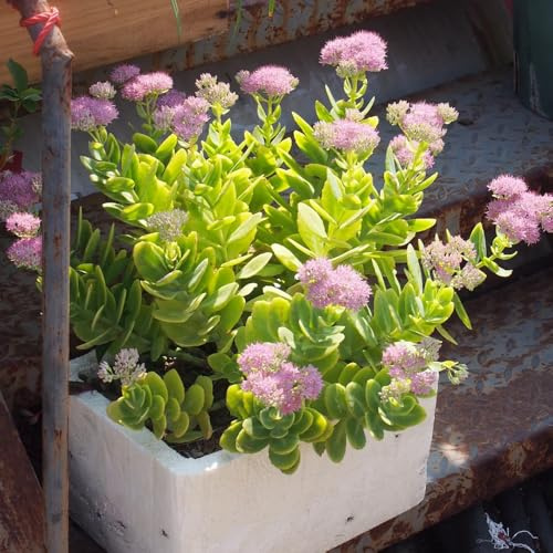 Semillas de Sedum, de otoño resistentes de jardín de rocas resistentes Decoración de jardín para exteriores semillas de pradera de mariposas para 400pcs