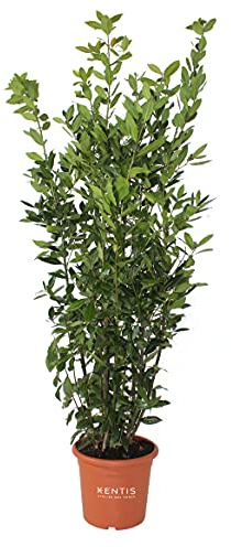 KENTIS - Set di Laurus Nobilis - Pianta di Alloro - Piante da Esterno Sempreverdi - H 125-150cm Vaso Ø 24 cm