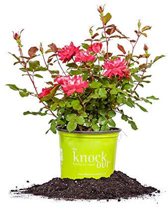 Perfect Plants Double Red Knock Out Rose 1 Gallon, Live Plant Planting Guide