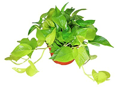 Pothos Neon - 8 from California Tropicals